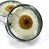 Mystic Metals Body Jewelry Mystic Metals Body Jewelry Embedded Real Daisy Flower Plugs - Sold As A Pair Body Piercing Plugs